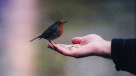 Птица на пальце