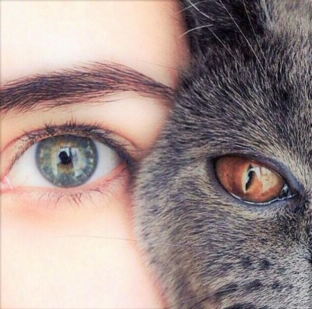 Глаза кошки