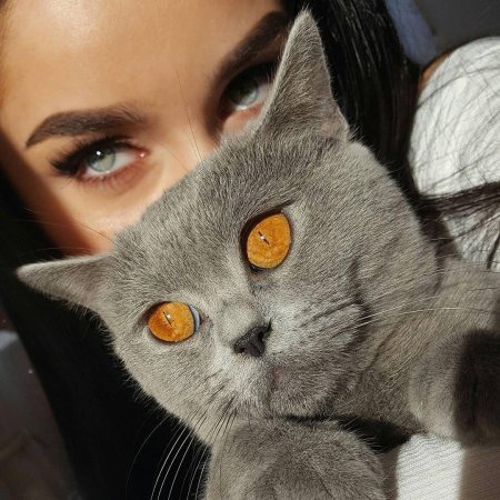 Красивые кошки