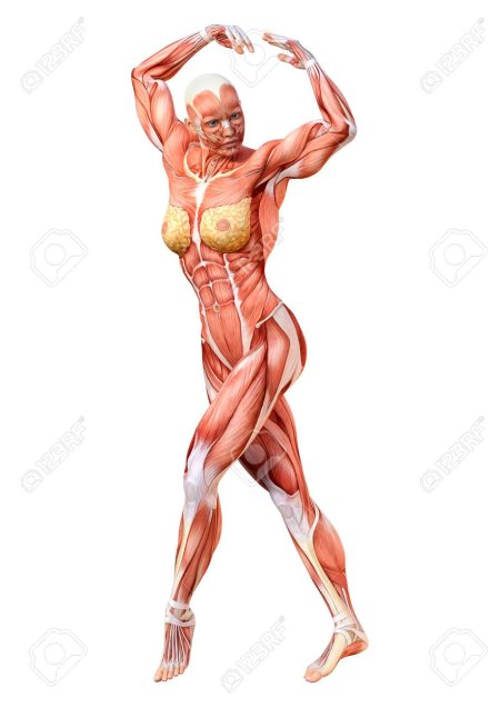 Фигура мышц женщины