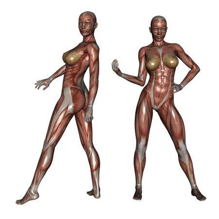 Анатомия женского тела