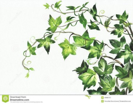 Плющ арт растение