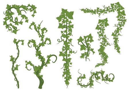 Плющ вектор