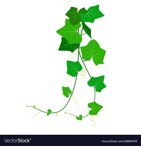 Плющ на белом фоне