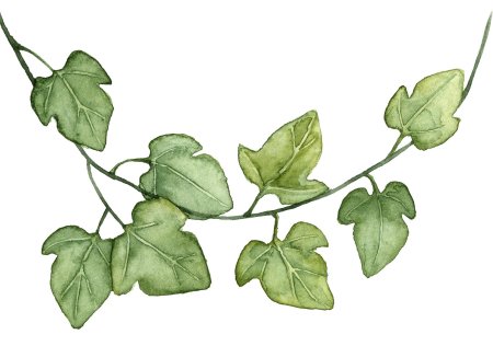 Плющ полевой