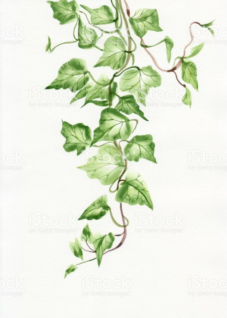 Плющ Хедера Росток