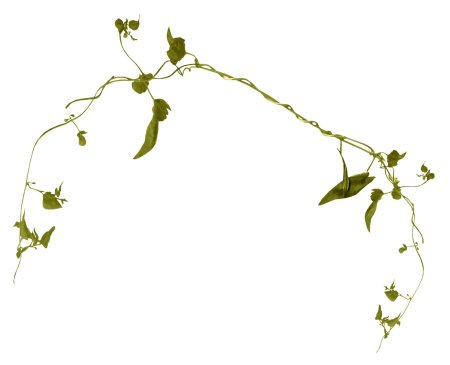 Плющ Хмель Вьюнок