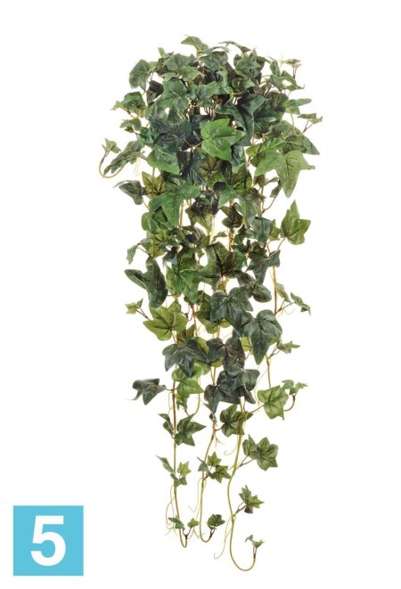 Плющ мужегон