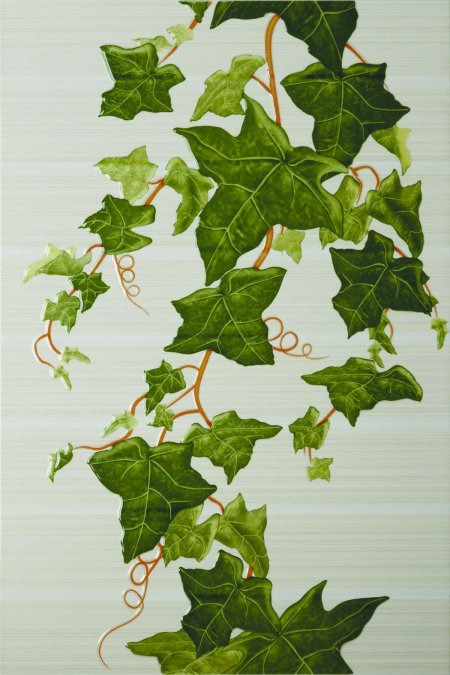 Плющ вечнозеленый (Hedera).