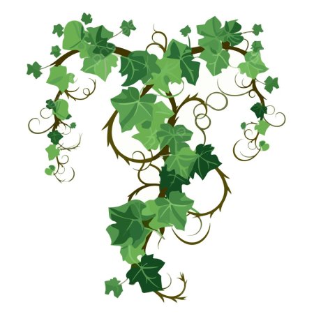 Плющ вектор