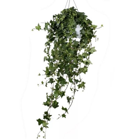 Плющ Хедера