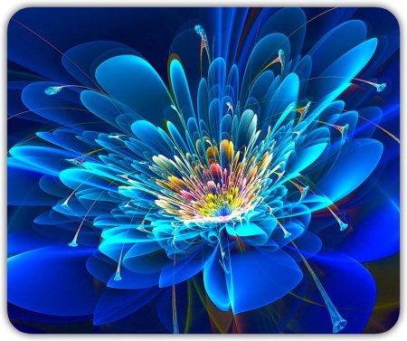 Цветок Сильвия Кордедда