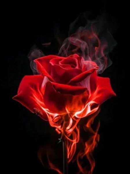 Горящая роза