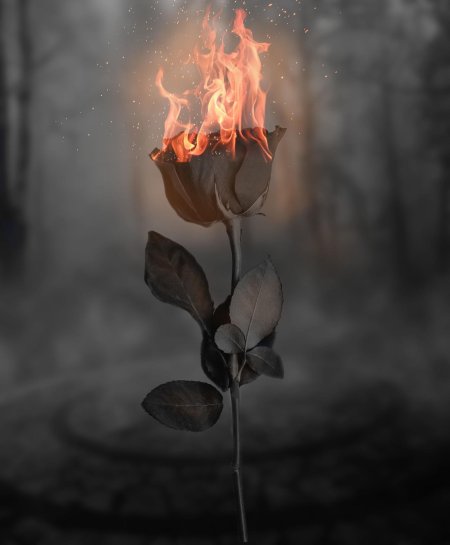 Роза в огне