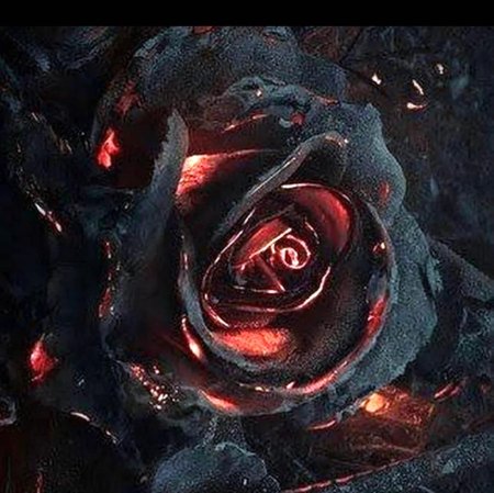 Роза Блэк Файер