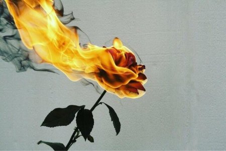 Роза датч Файер