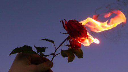 Цветы в огне