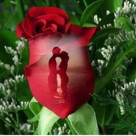 Роза гулдор