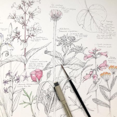 Ботаническая иллюстрация скетчинг