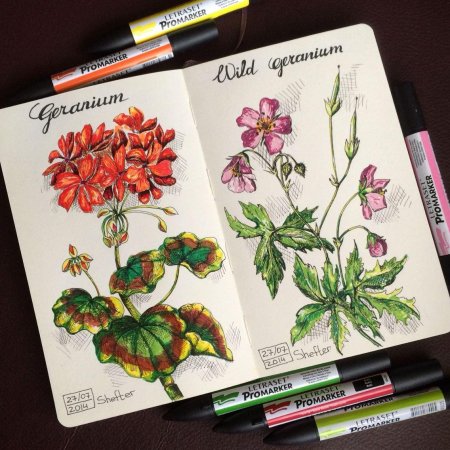 Ботаническая иллюстрация скетчбук