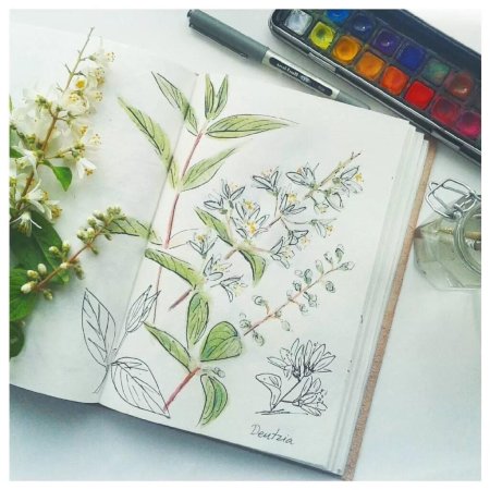 Ботанический скетч