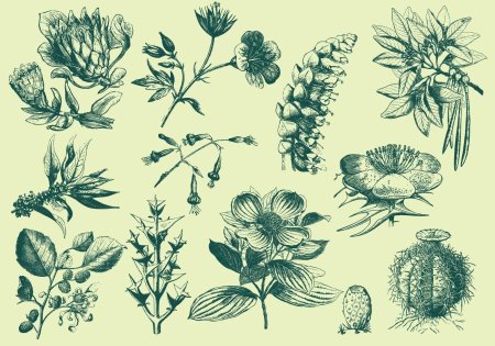 Векторные растения