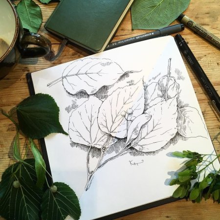 Ботанический скетчинг като Иванникова
