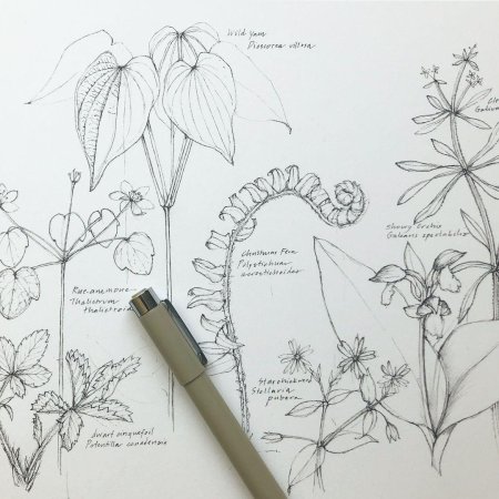 Ботанический скетч линером