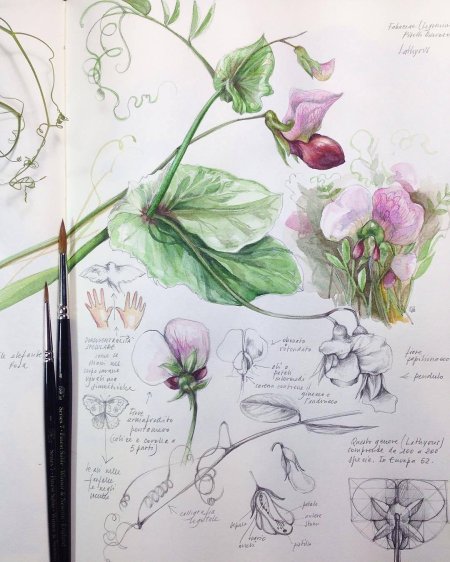 Ботаническая акварель Энн Свон