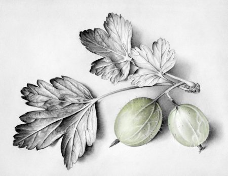 Крыжовник Ботанический рис