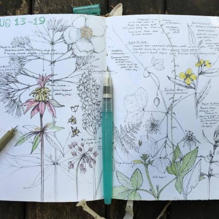 Ботанические зарисовки