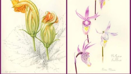 Ботаническая иллюстрация