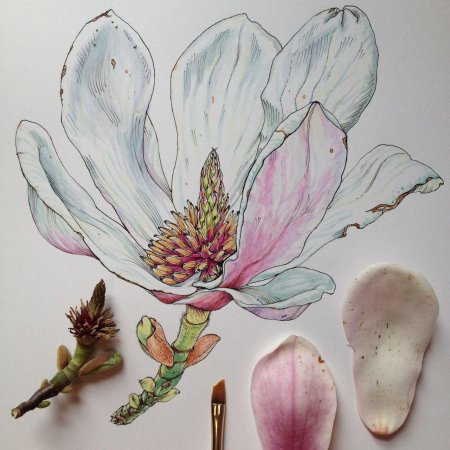 Маргарита Асташова Ботаническая живопись