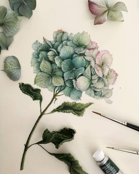 Гортензия скетчинг