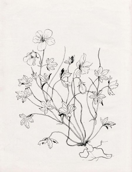 Ботанические зарисовки растений