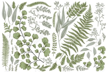 Дикоросы папоротник