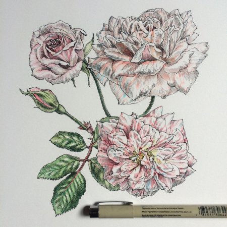 Florence Pugh рисунок карандашом