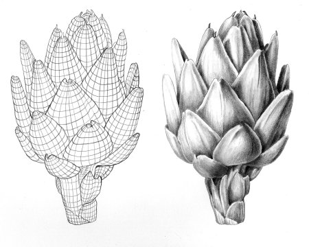 Артишок рисунок растения