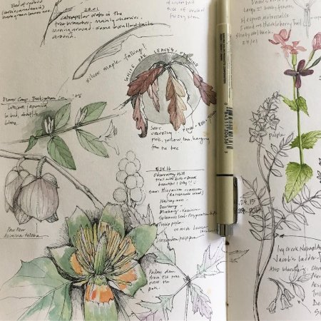 Ботаническая иллюстрация скетчбук