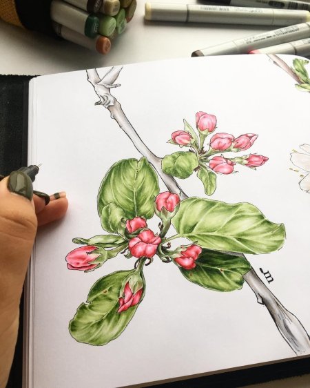 Ботанический скетчинг като Иванникова