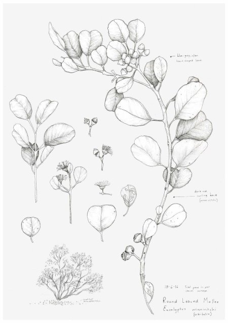 Ботанические зарисовки растений