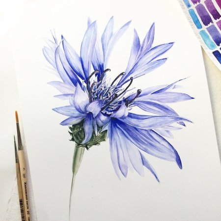 Ботанический скетч акварелью васильки