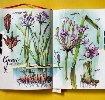 Ботанический скетчинг маркерами