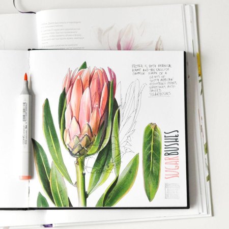 Ботаническая иллюстрация скетчинг