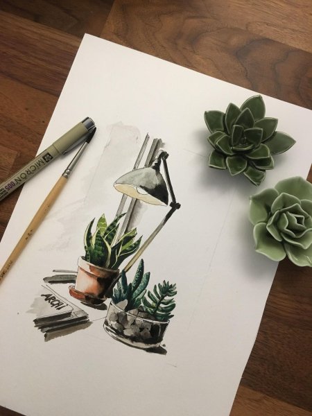 Суккуленты маркерами