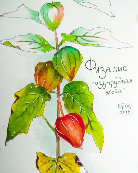 Ботанический скетч