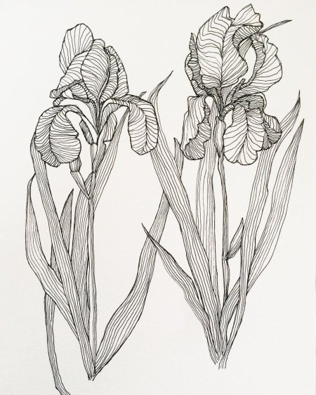Ирисы скетчинг