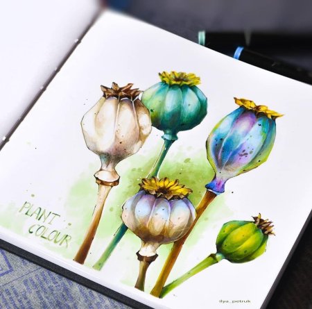 Ботаническая иллюстрация скетчинг