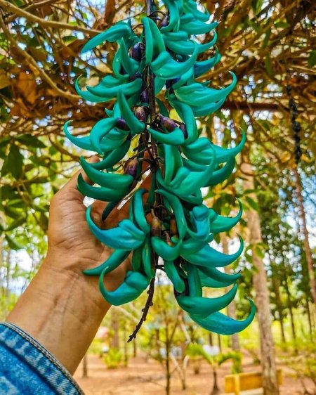 Стронгилодон Нефритовая Лиана