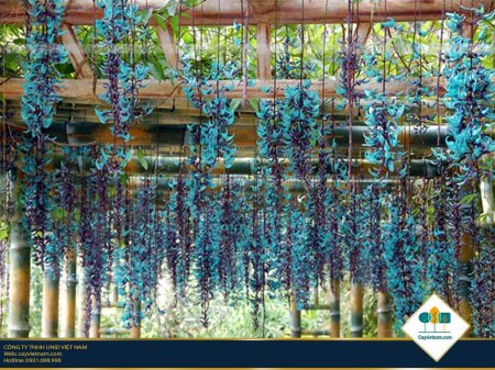 Стронгилодон крупнокистевой